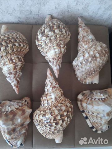 Морская раковина