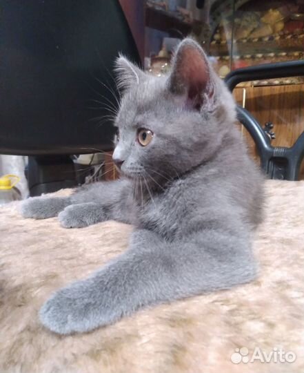Кошечка в добрые руки, 2 месяца