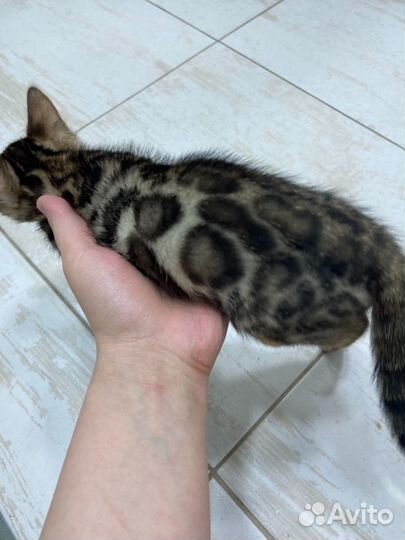 Бенгальский котенок
