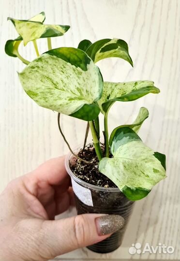 Эпипремнум Happy Leaf