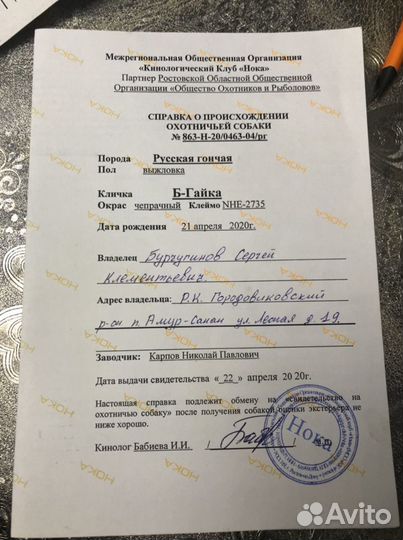 Русская гончая