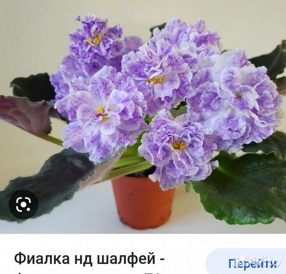 Сортовые фиалки.Комнатные цветы