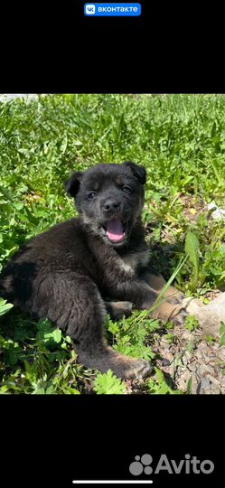 Щенок в добрые руки