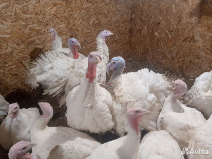 Индейка и индюки живым весом на 15 ноября