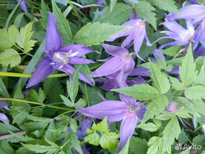 Саженцы клематиса