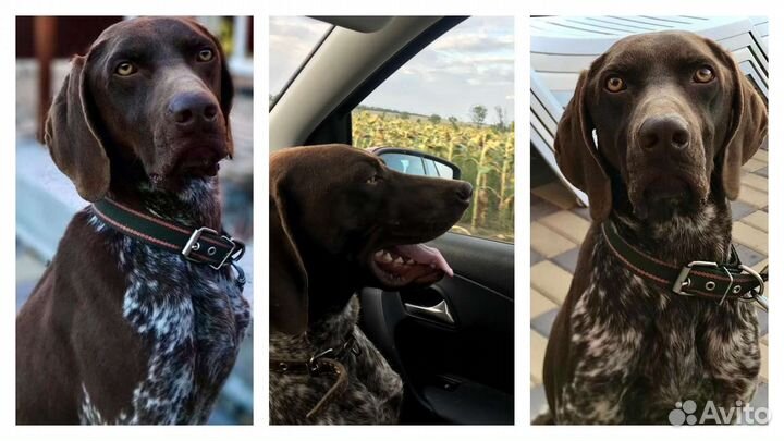 Курцхаар вязка