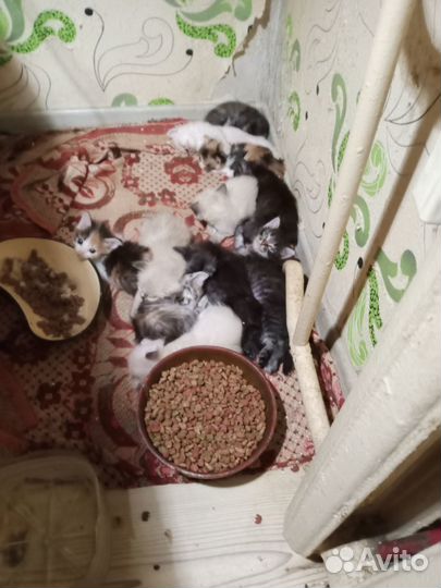 Котята в добрые руки