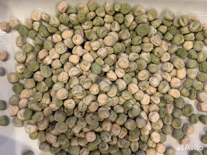 Горох семена на посадку