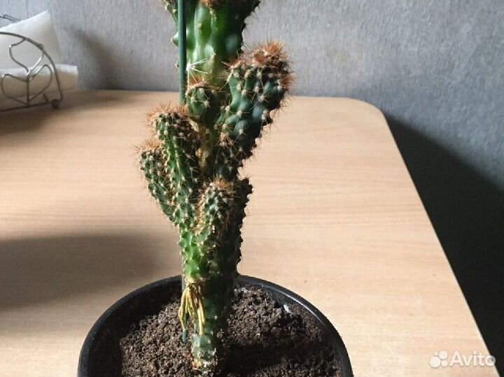 Кактус маммилярия