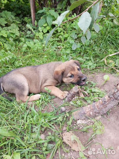 Отдадим в добрые и ласковые руки