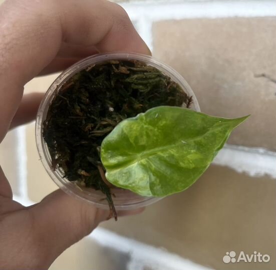 Алоказия Лонгилоба aurea вариегатная