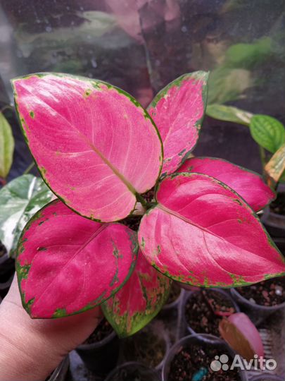 Аглаонема пинк далматин, аглаонема венус