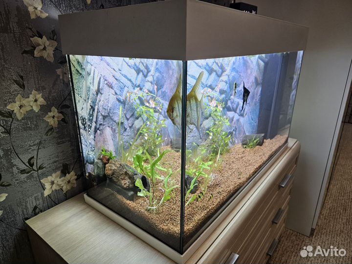 Немецкий аквариум juwel RIO 125 LED б/у