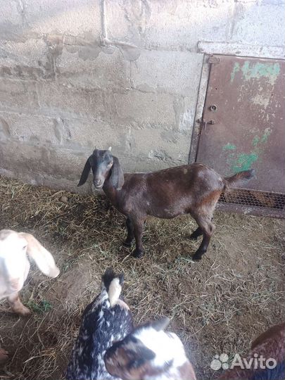 Нубийские козы