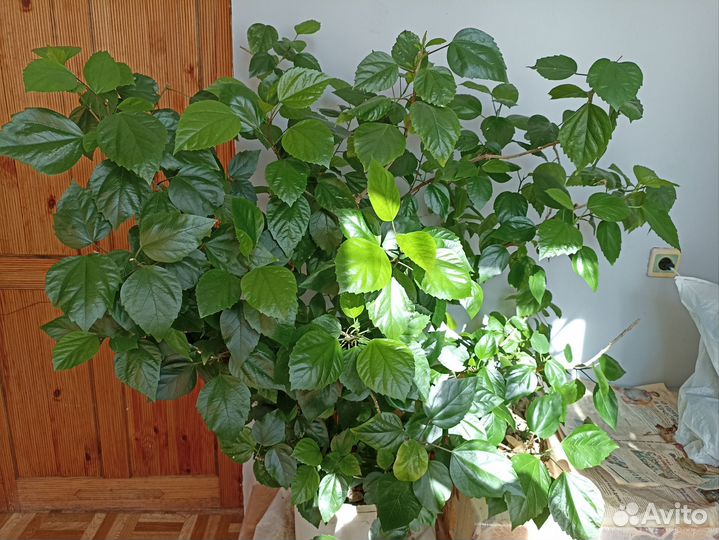 Гибискус китайская роза