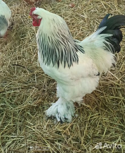 Петух Брама чистокровный на племя