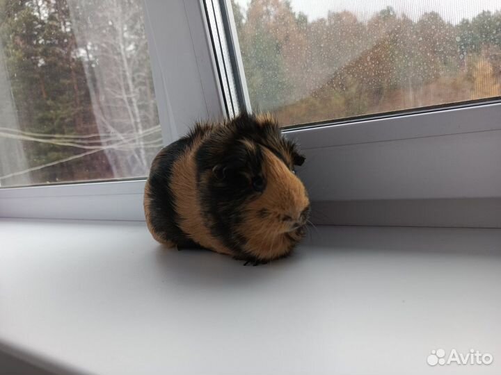 Морская свинка