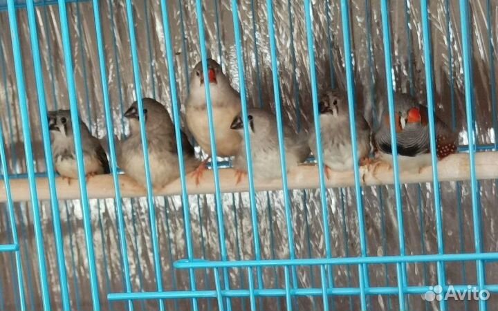 Амадины зебровые с клеткой