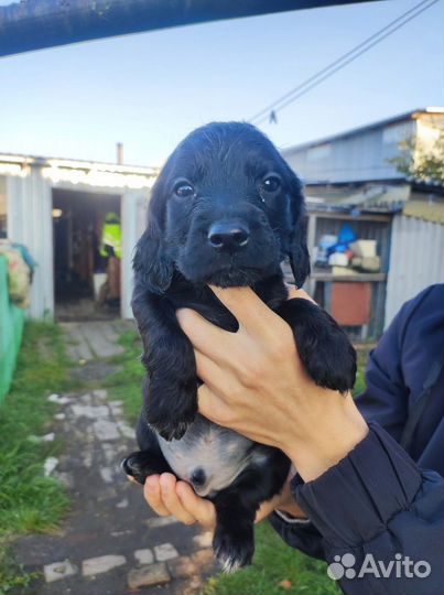 Русский охотничий спаниель щенки