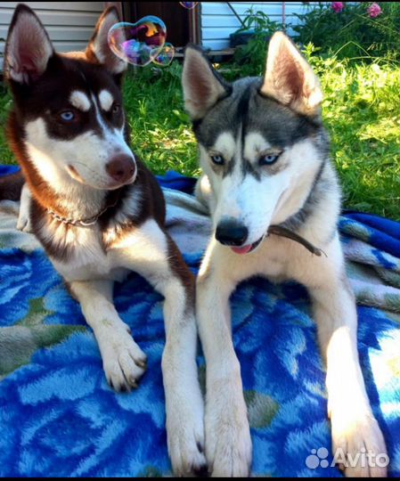 Сибирский Хаски