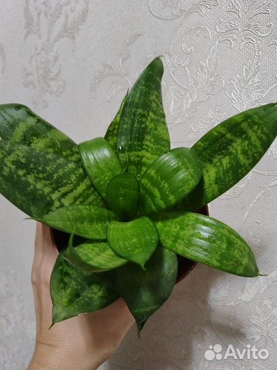 Сансевиерия ханни