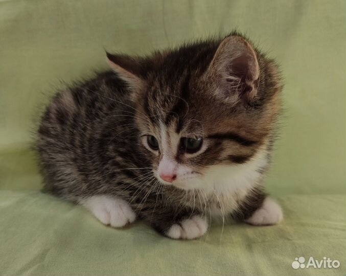 Розовоносое чудо 1, 5 мес