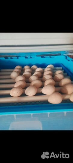 Инкубатор автоматический