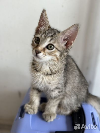 Малышка Ириска ищет дом