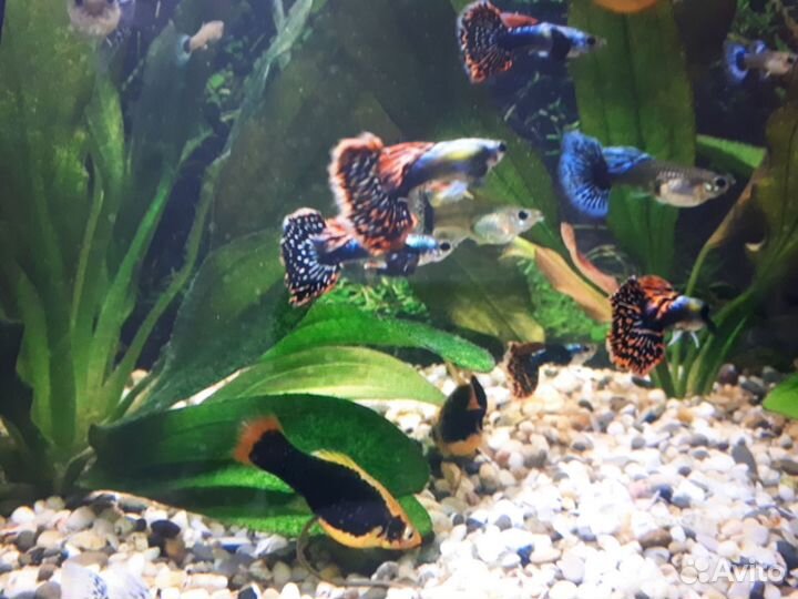 Гуппи чистая линия