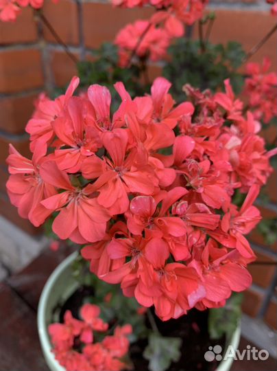 Пеларгония герань