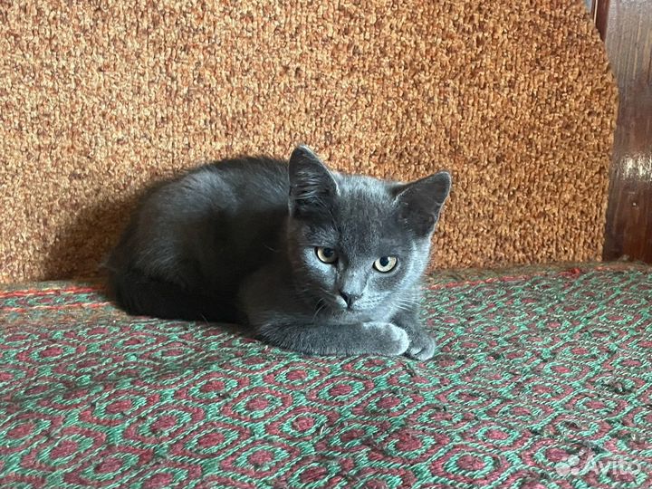 Котенок 2 девочки