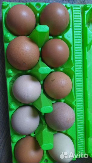 Домашние яйца