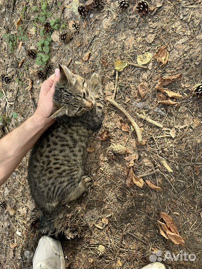 Котенок 5 мес вроде бенгальский