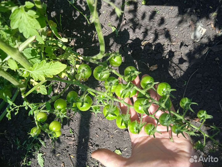 Рассада помидор на заказ