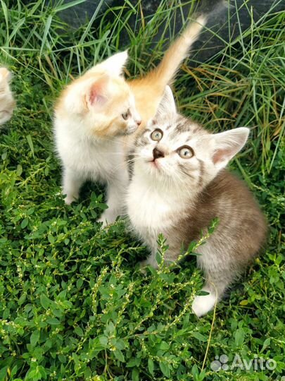 Кошка в дар