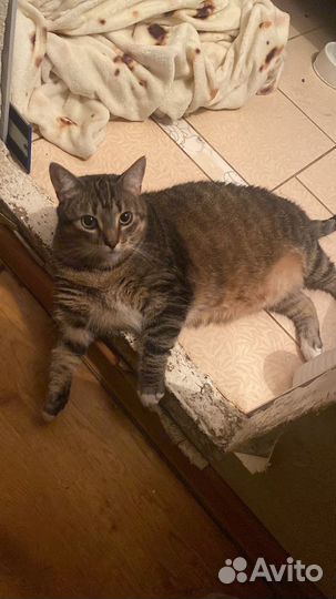 Отдаю бесплатно кошку