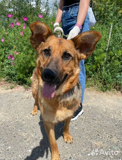 Собака в добрые руки