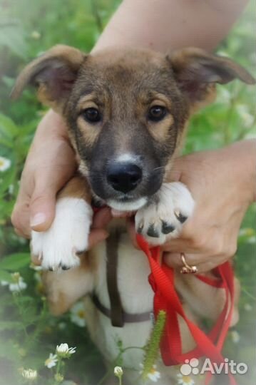 Лика, 2,5 месяца, в самые добрые руки