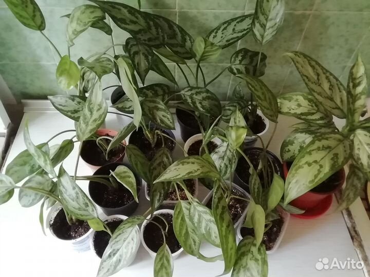 Аглаонема(черенки)