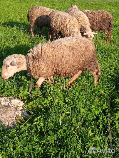 Баран Катумский на племя