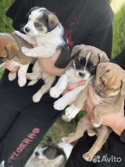 Щенок в добрые руки маленькой собаки бесплатно