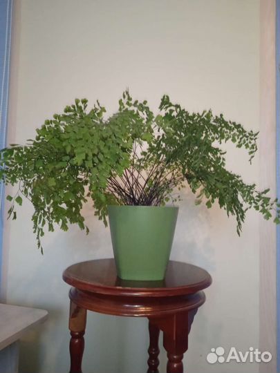 Адиантум Венерин волос