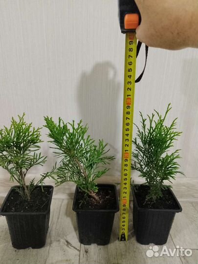 Туя западная Смарагд, Брабант