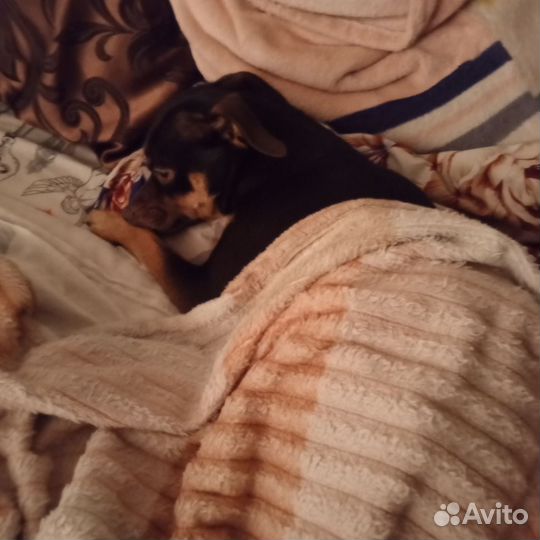 Тойтерьер вязка