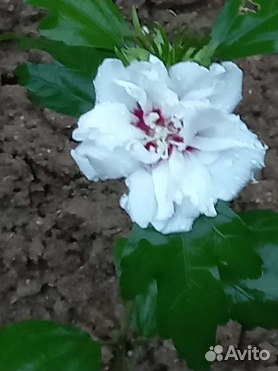 Гибискус махровый/обычный