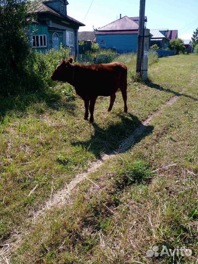 Корова телка