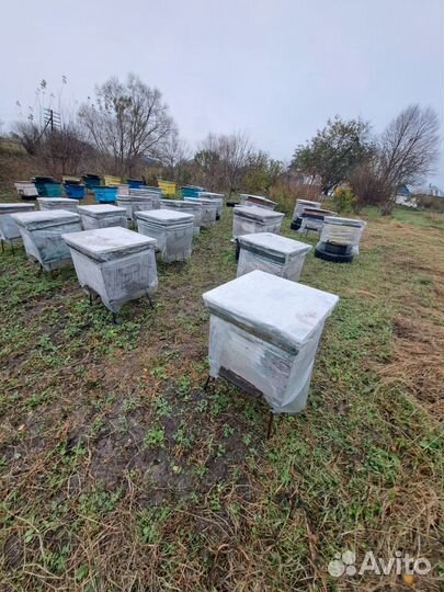 Пустой улей