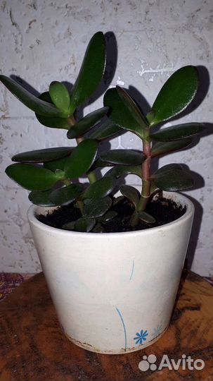 Толстянка 3штуки - цена за все