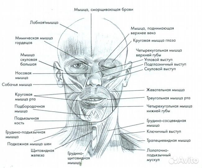 Массаж профессиональный