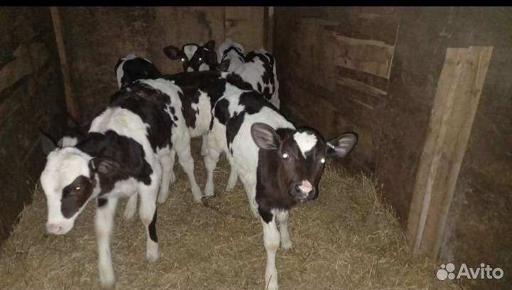 Телята бычки